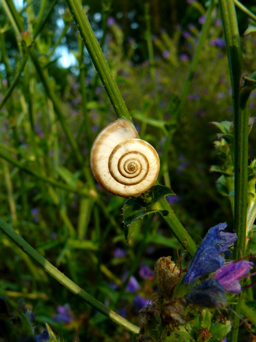 Cernuella neglecta